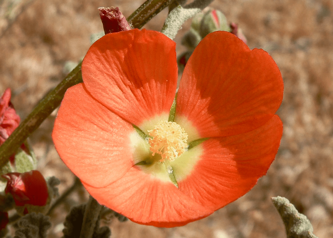 Desert Mallow - Native Gardeners