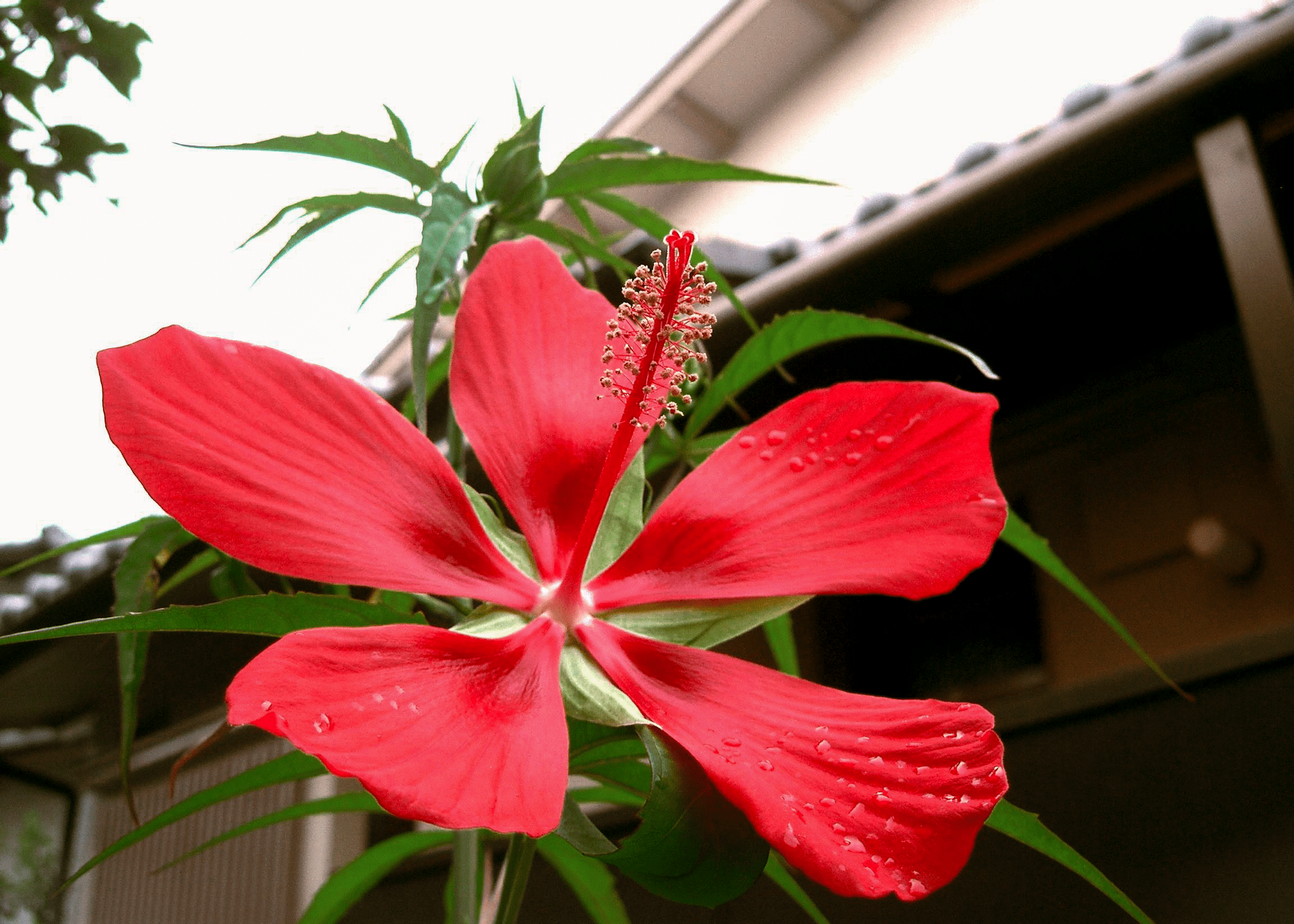 Texas Star Hibiscus - Red - Native Gardeners