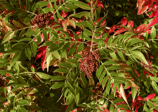 Prairie Flameleaf Sumac - Native Gardeners