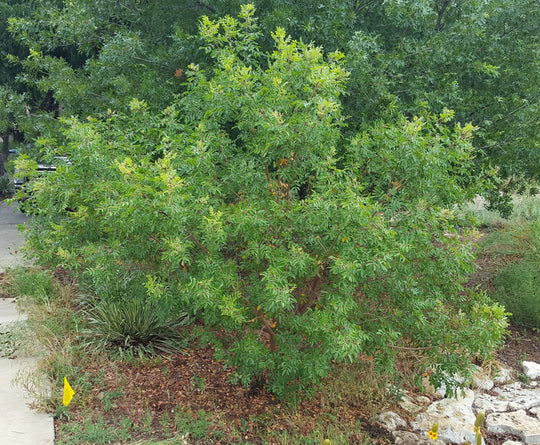 Evergreen Sumac - Native Gardeners