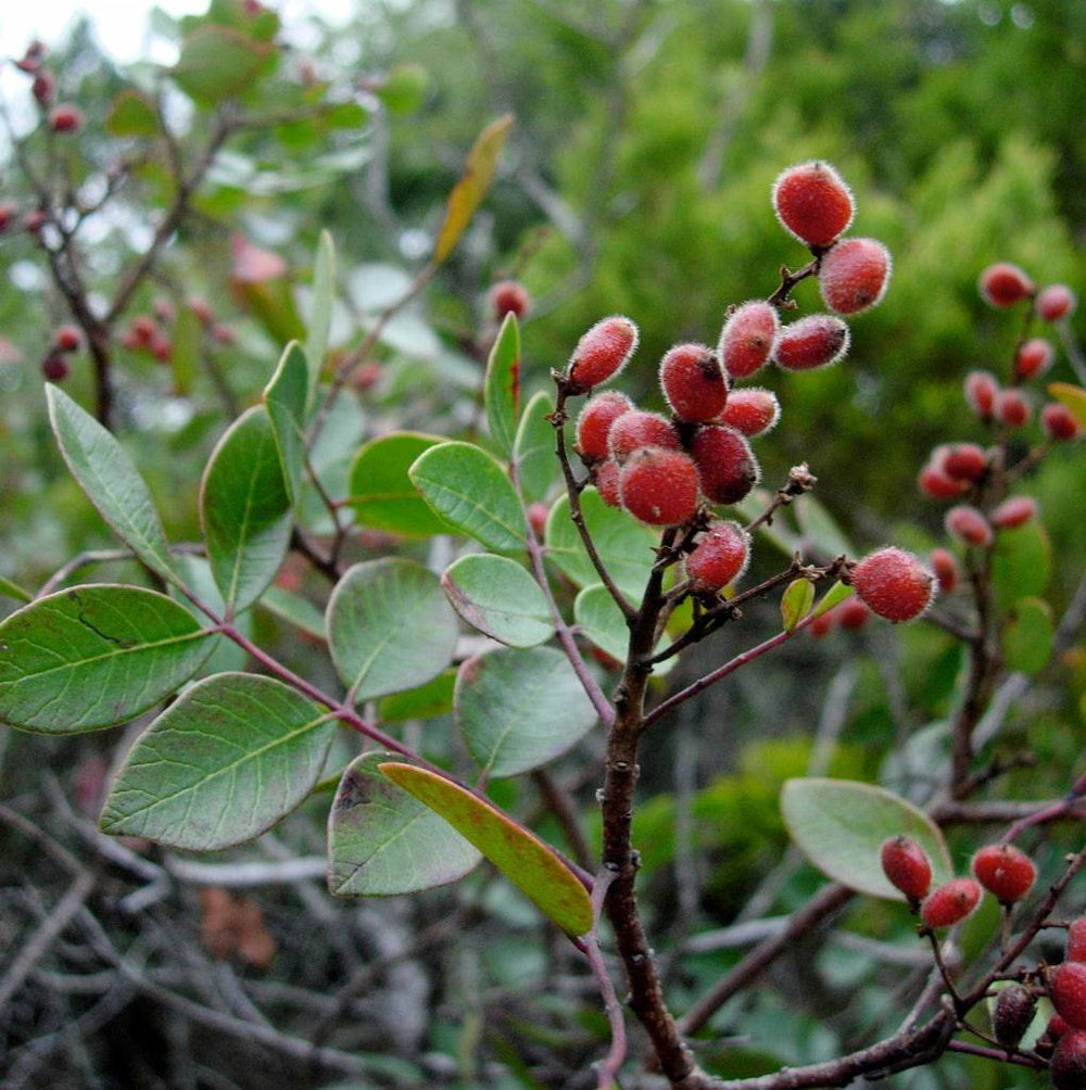 Evergreen Sumac - Native Gardeners