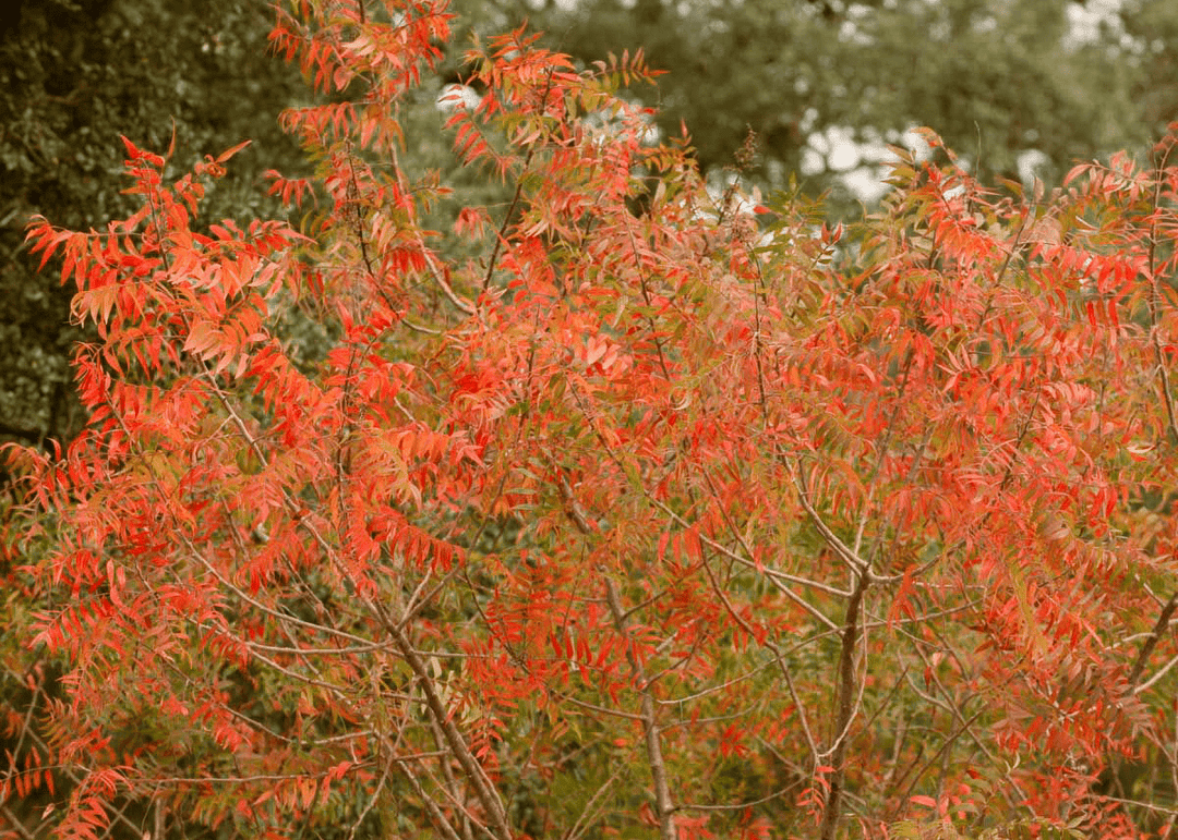 Prairie Flameleaf Sumac - Native Gardeners