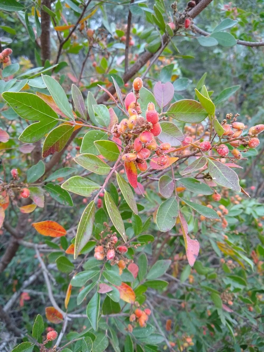 Evergreen Sumac