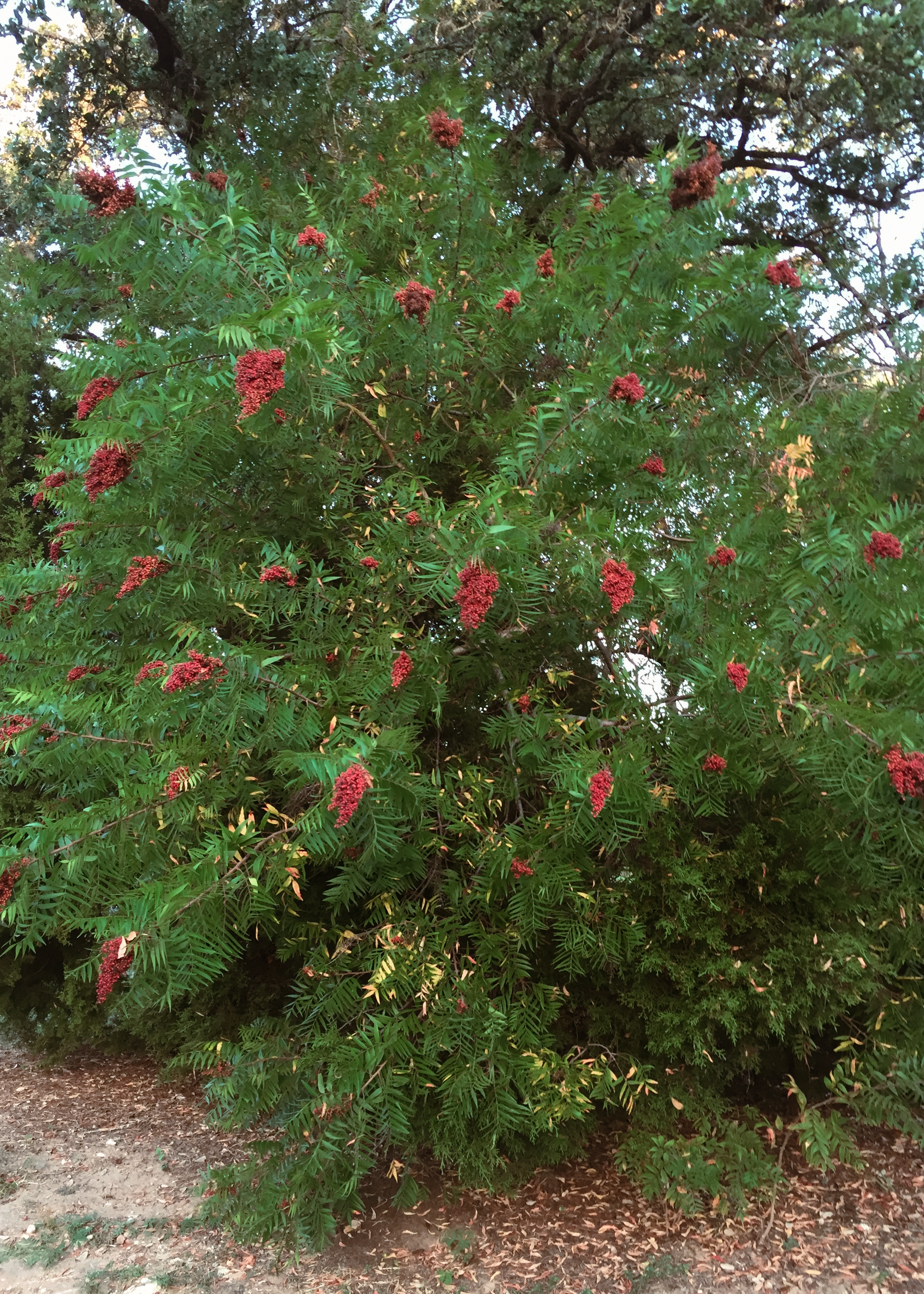 Prairie Flameleaf Sumac