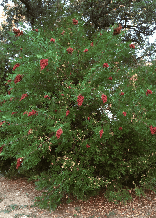 Prairie Flameleaf Sumac - Native Gardeners