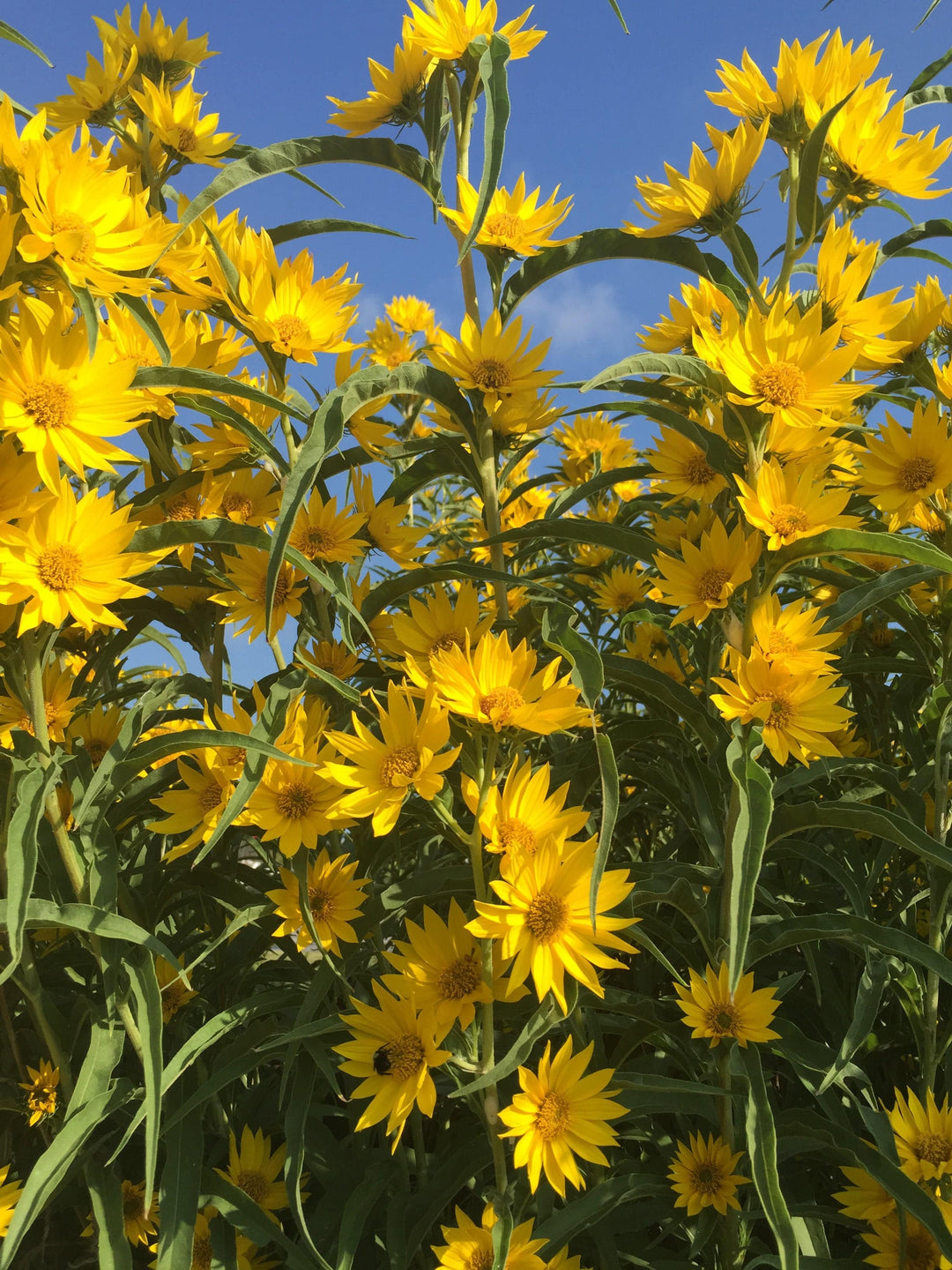 Maximilian Sunflower - Native Gardeners