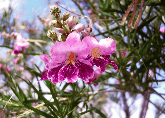 Bubba Desert Willow 'Pink' - Native Gardeners