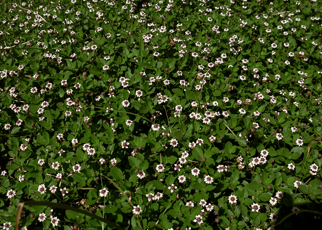 Frogfruit - Native Gardeners