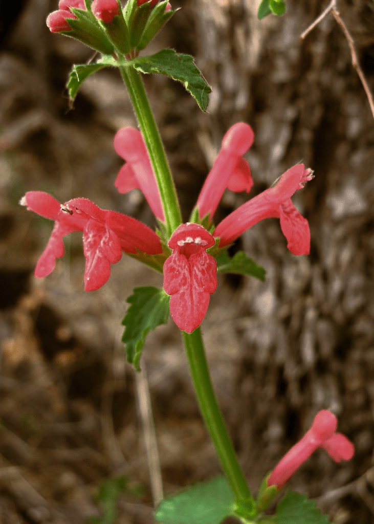 Texas Betony - Native Gardeners