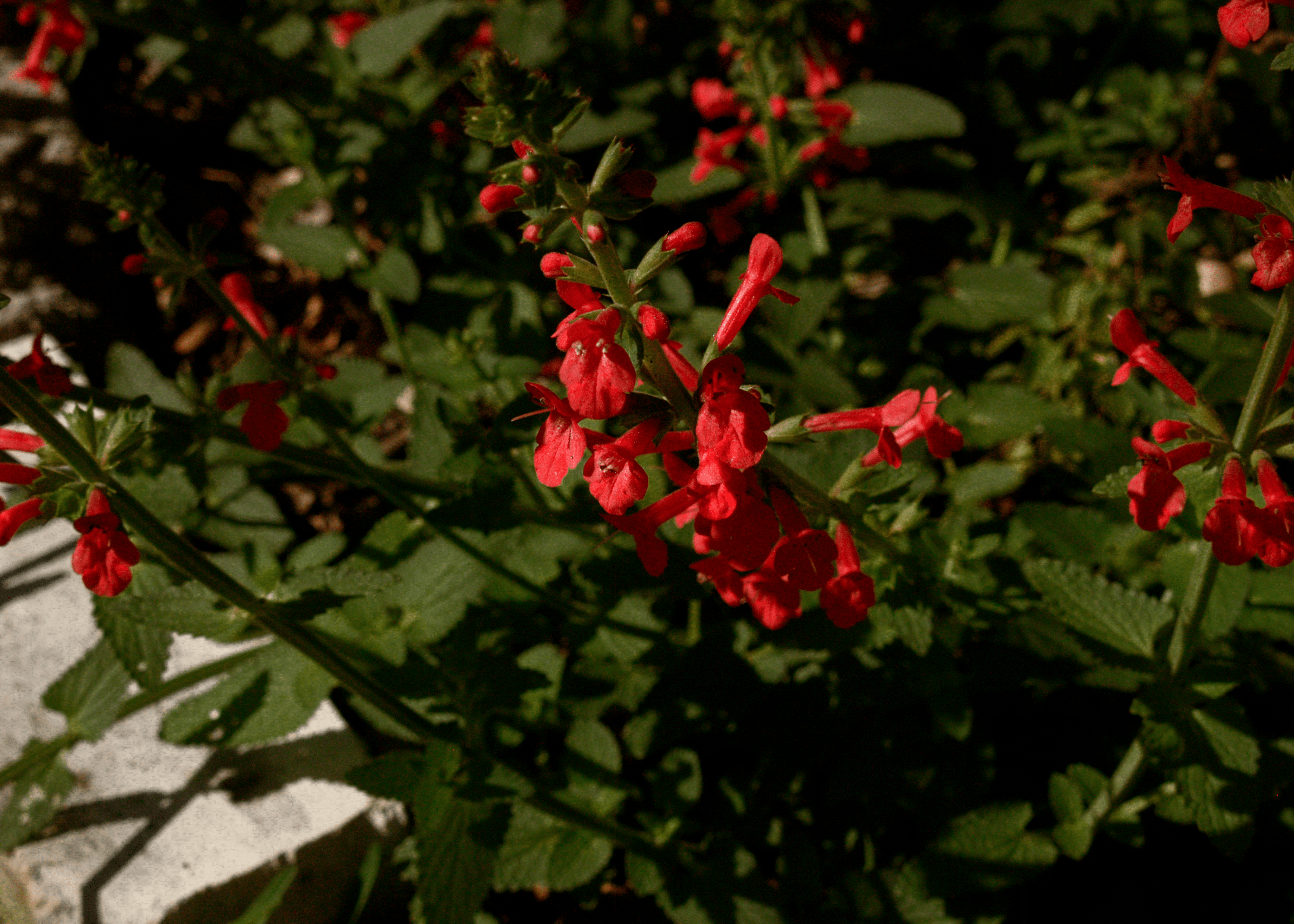 Texas Betony - Native Gardeners