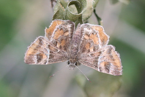 Desert Mallow