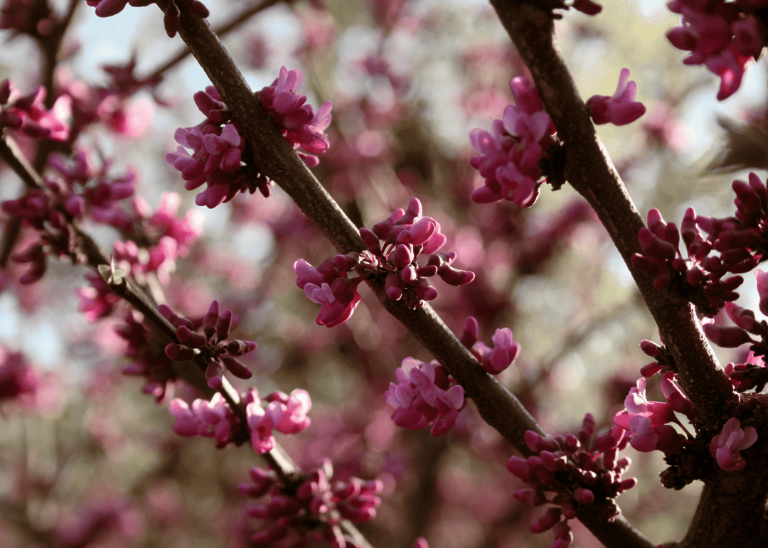 Texas Redbud - Native Gardeners