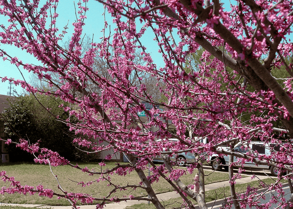 Texas Redbud - Native Gardeners