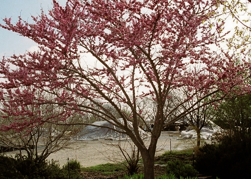 Texas Redbud