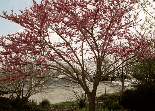 Texas Redbud - Native Gardeners