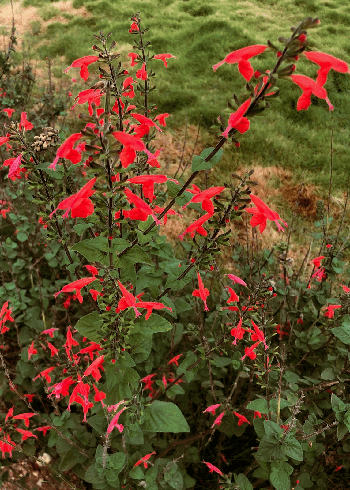 cinnamon sage plant Scarlet Sage