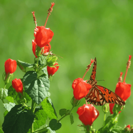 Native Turk Cap Turk's Cap – Native Gardeners