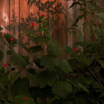 Turk's Cap