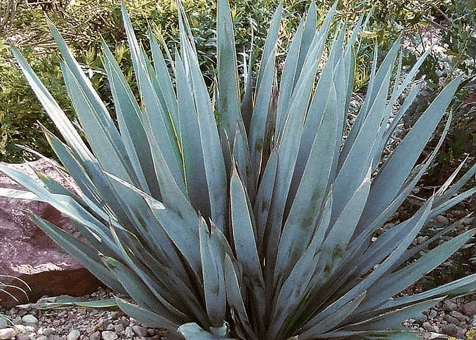 Yucca 'Twist Leaf' Blue - Native Gardeners