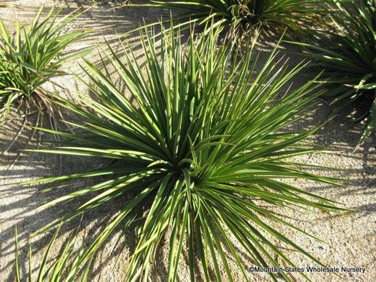 Yucca 'Twist Leaf' Green - Native Gardeners