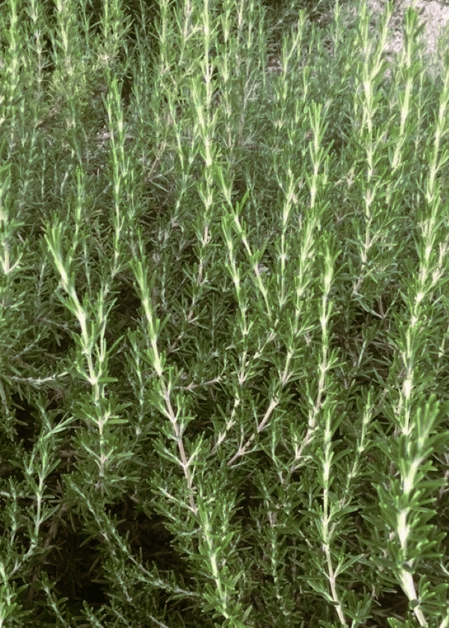 Rosemary 'Upright' - Native Gardeners