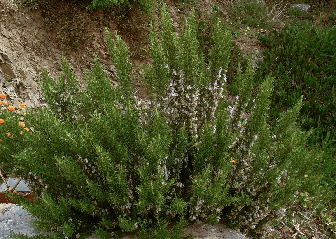 Rosemary 'Upright' - Native Gardeners