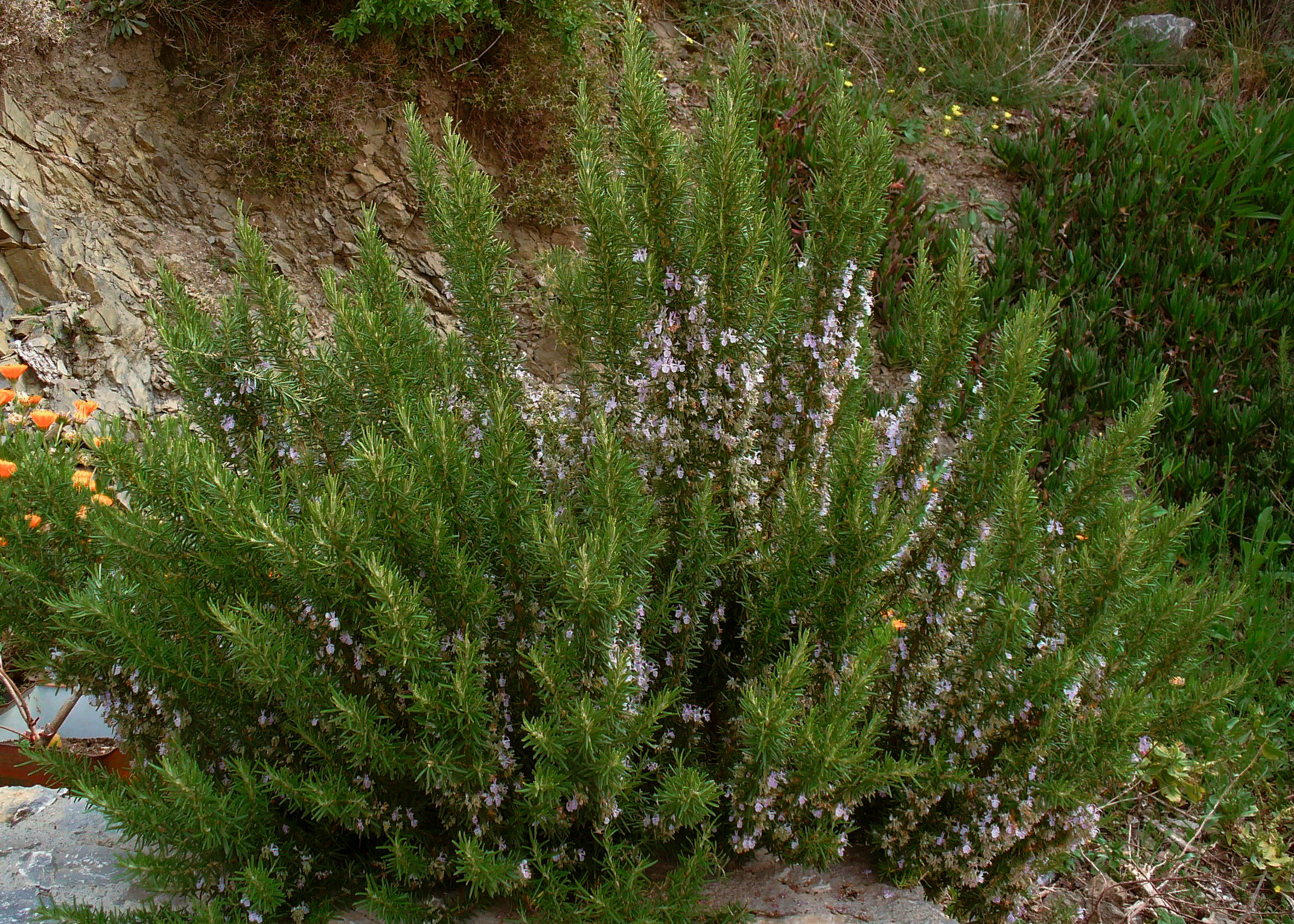 Rosemary 'Upright'