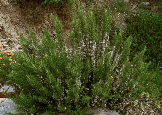 Rosemary 'Upright' - Native Gardeners