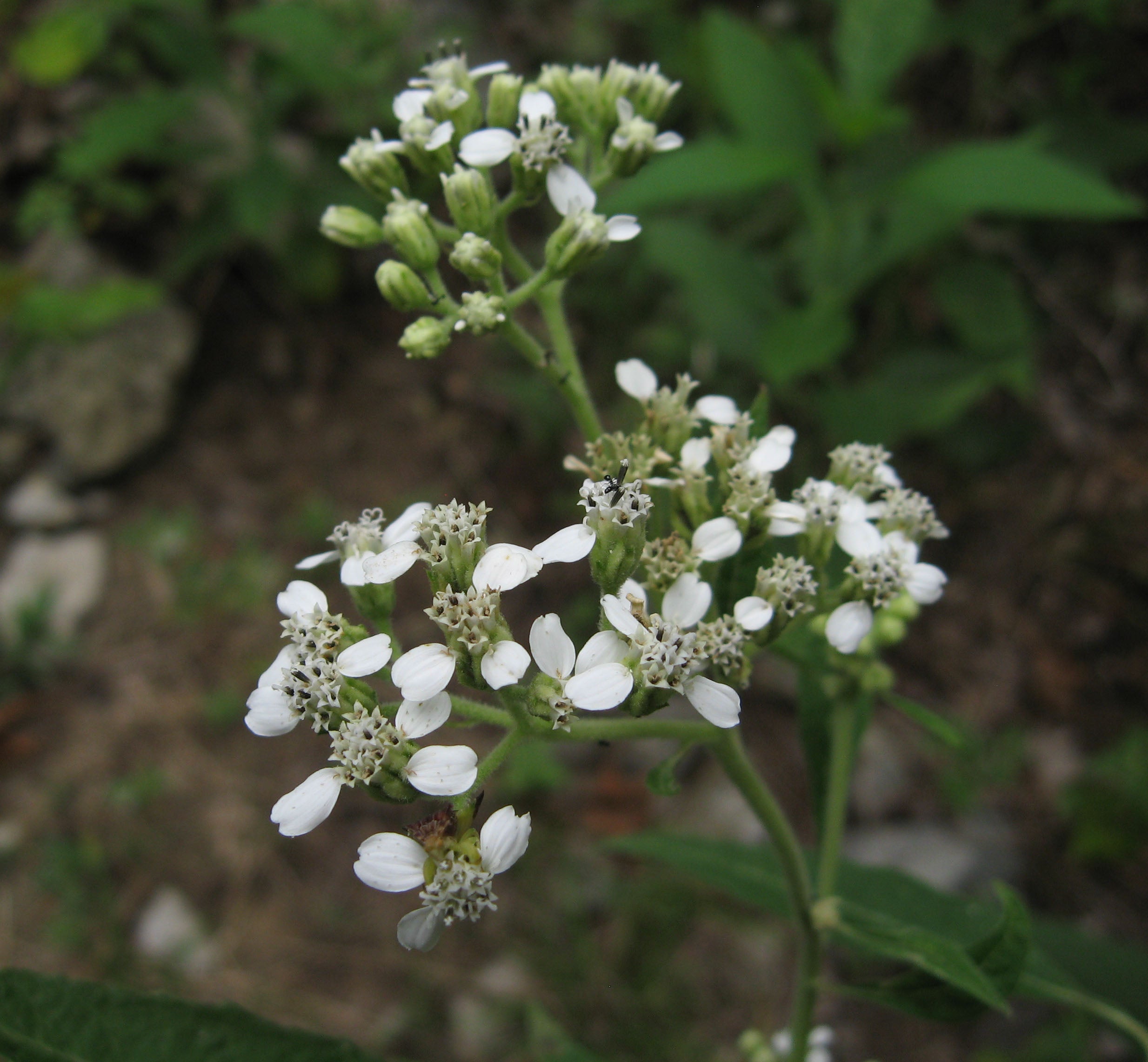 Frostweed