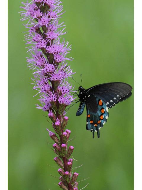 Dense Blazing Star - Native Gardeners