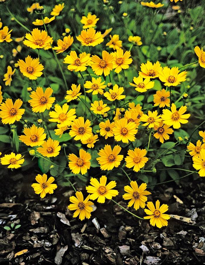 Coreopsis 'Nana' – Native Gardeners