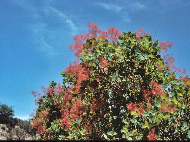 American Smoke Tree