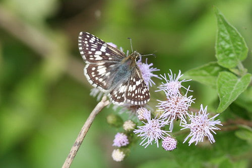 Dwarf Barbados Cherry