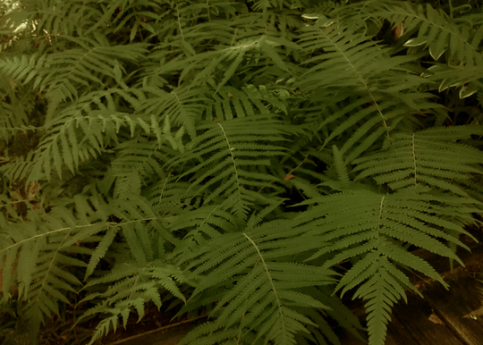 Southern Wood Fern - Native Gardeners