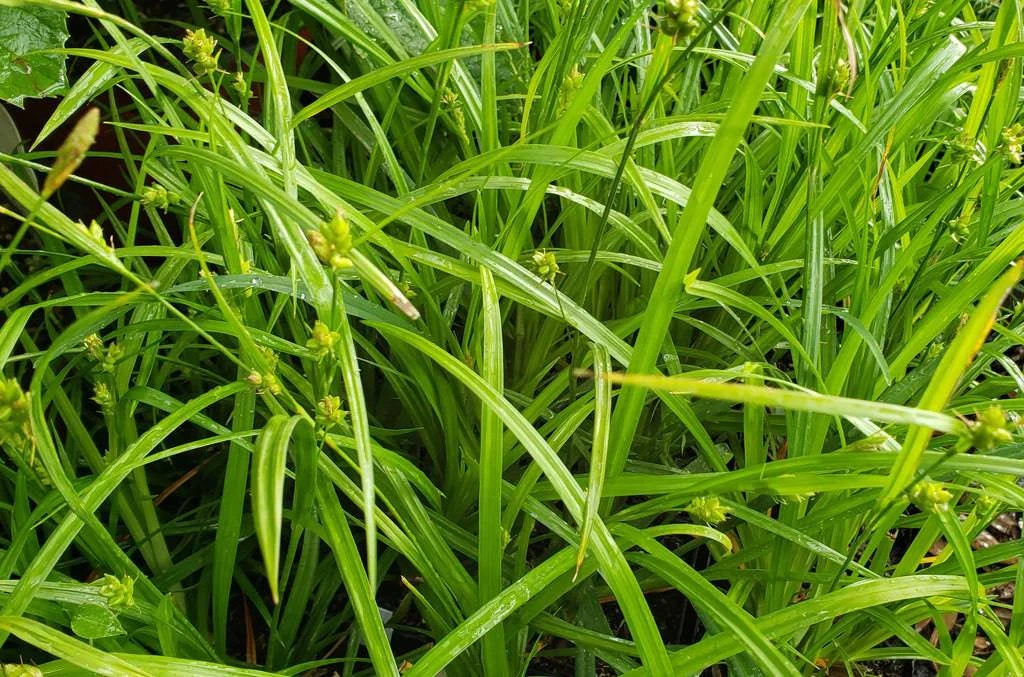 carex plant Texas Sedge - Carex Texensis (1 GAL)