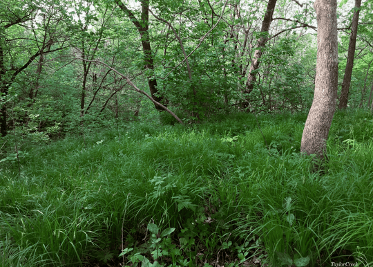 Sedge 'Woodland' - Native Gardeners