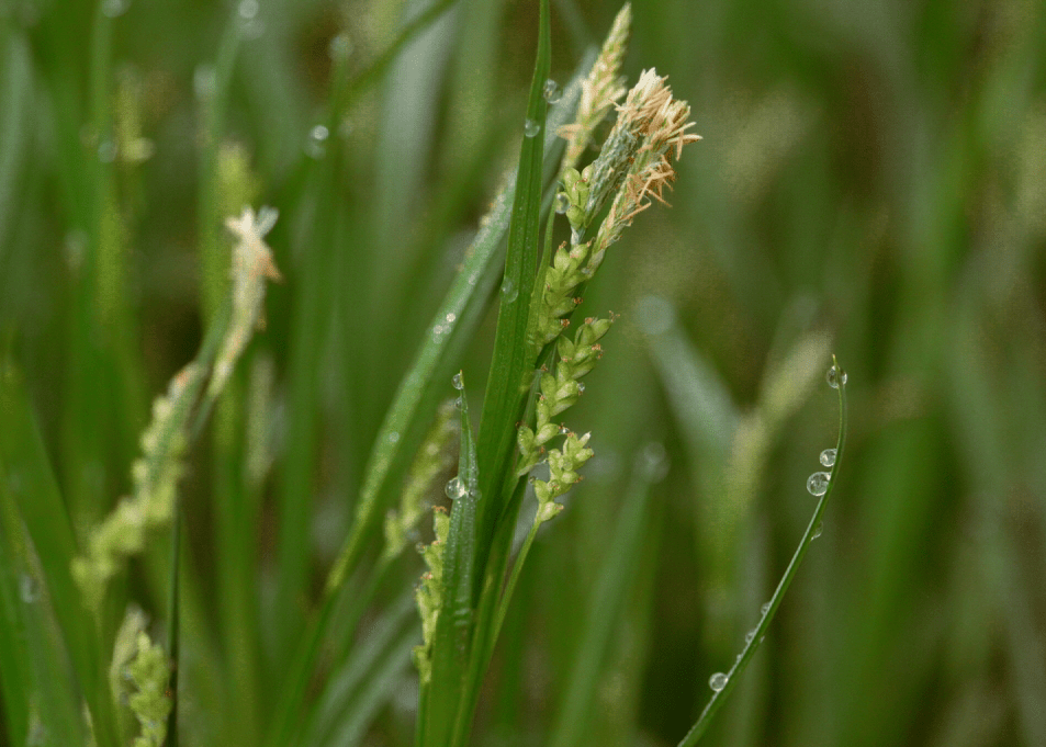 Sedge Icon Woodland Sedge – Native Gardeners