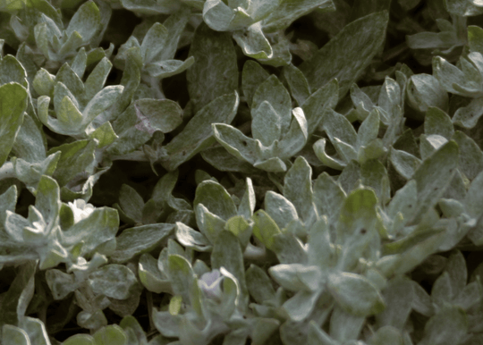 Woolly Stemodia - Native Gardeners