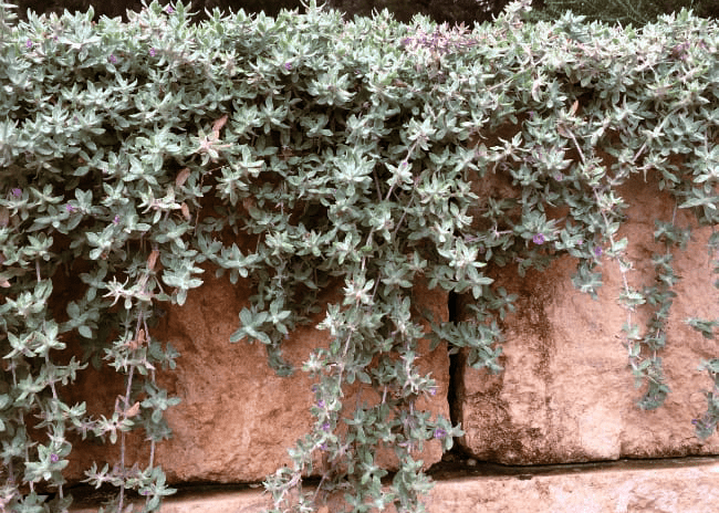 Woolly Stemodia - Native Gardeners