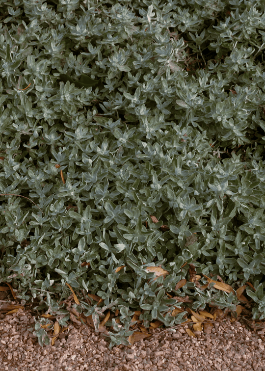 Woolly Stemodia - Native Gardeners