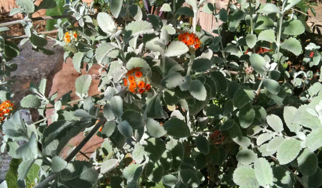 Woolly Butterfly Bush - Native Gardeners