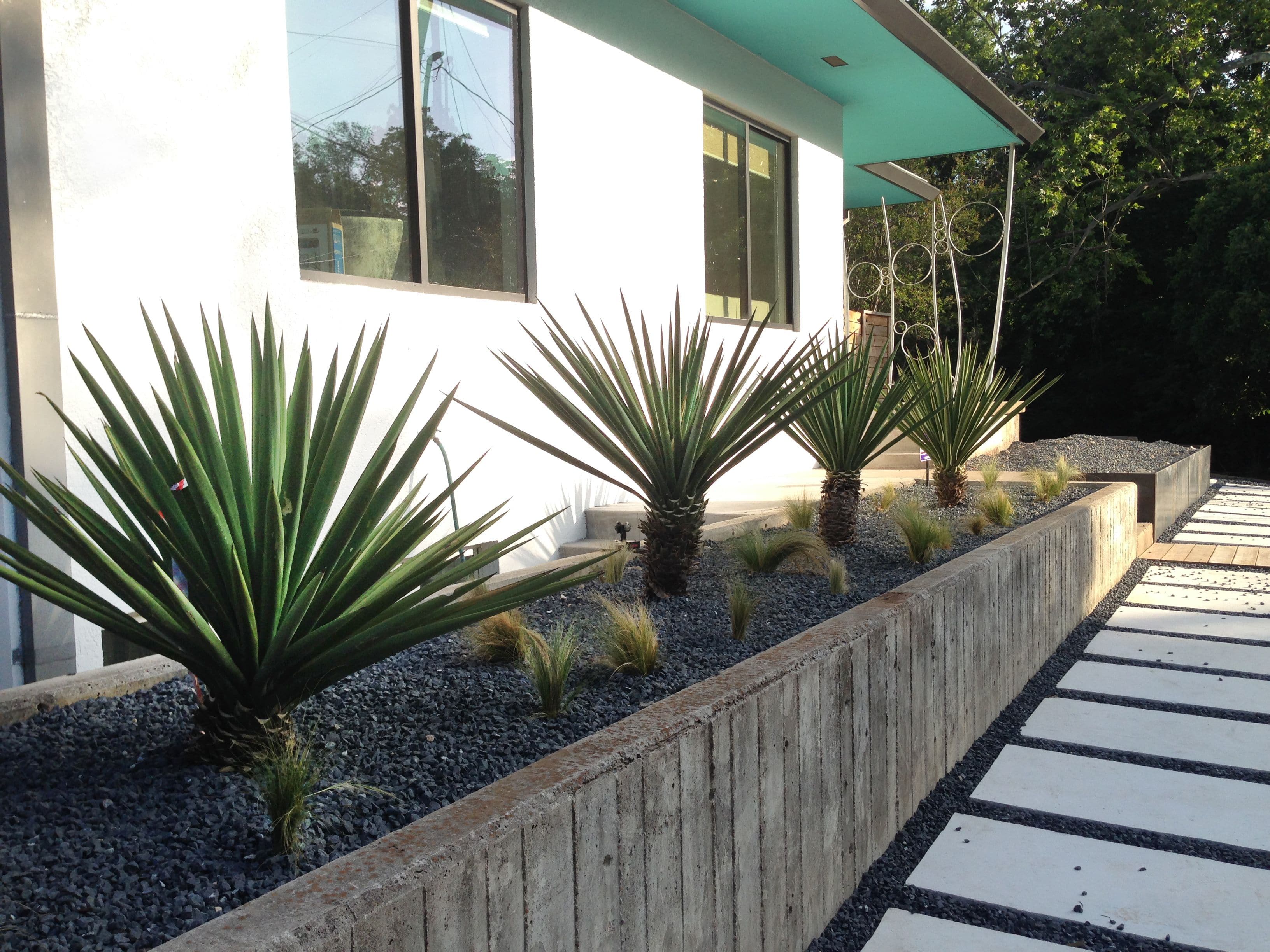 スパニッシュ・ダガー　Spanish Dagger Spanish Dagger Yucca – Native Gardeners