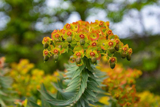 Silver Spurge - Native Gardeners