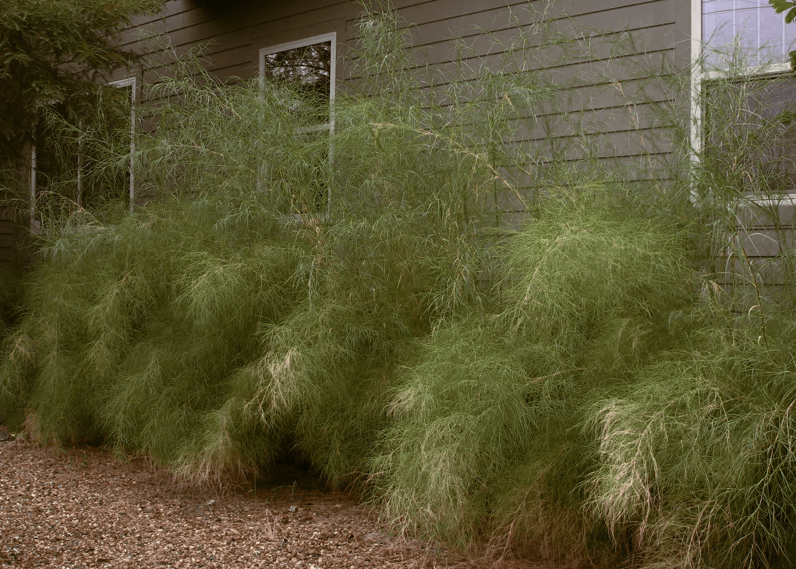 Bamboo Muhly - Native Gardeners