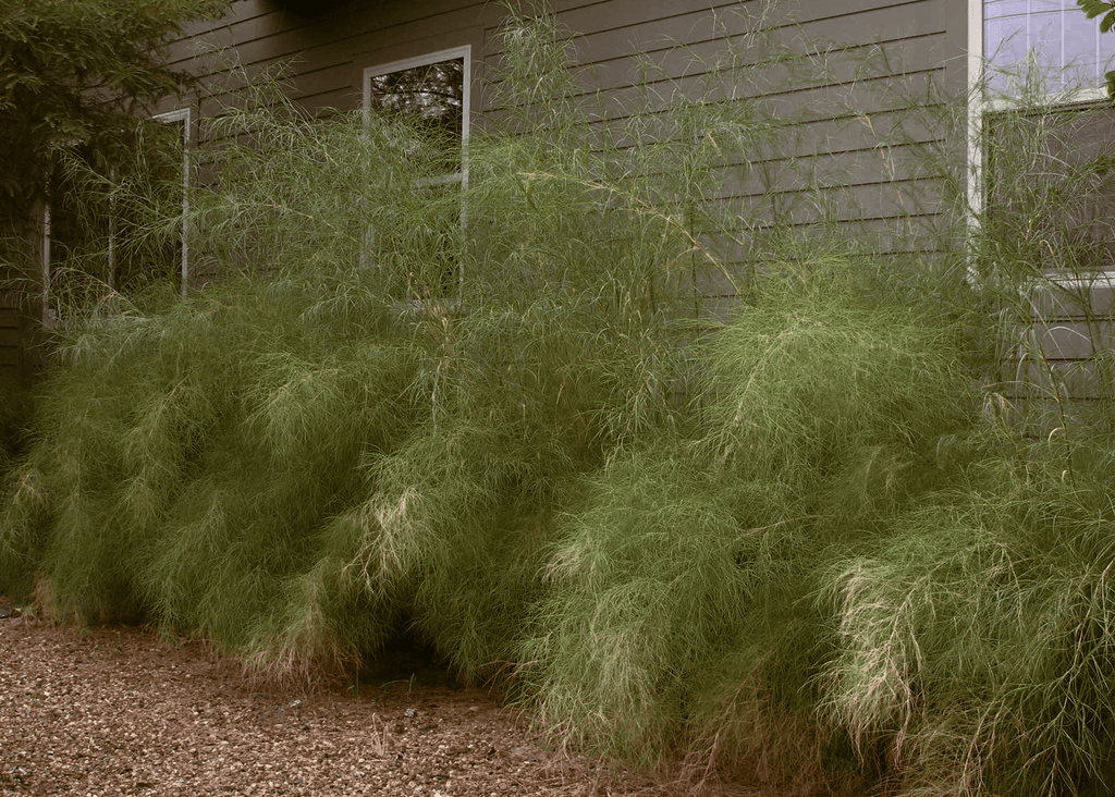 bamboo grass plant Native Texas Plants for Your Garden