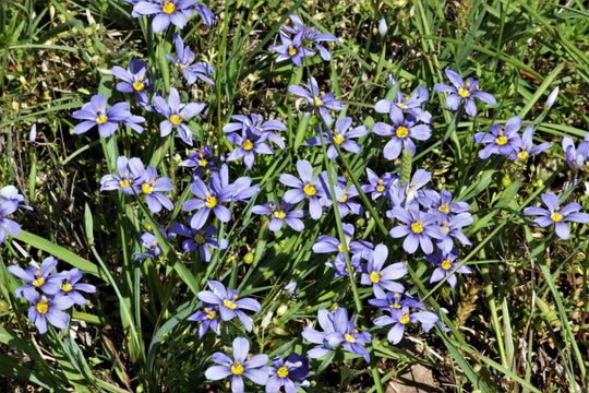 Blue Eyed Grass 'Moody Blues' - Native Gardeners