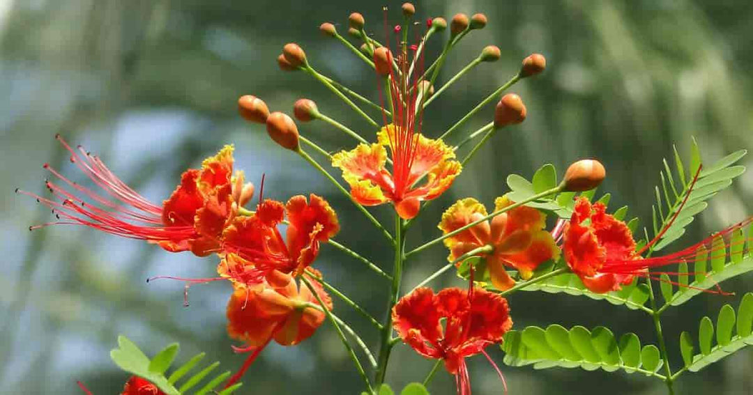 pride of barbados flower seeds Pride of Barbados