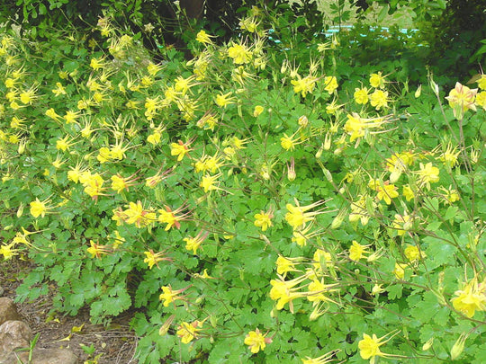 Texas Gold Columbine - Native Gardeners