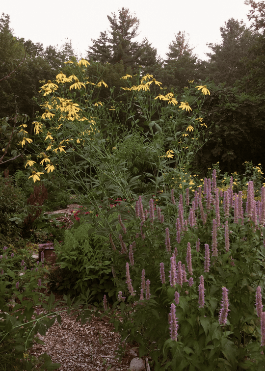 Cutleaf Coneflower - Native Gardeners