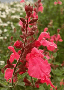 red lip flower seeds Salvia Greggii 'Lipstick' – Native Gardeners